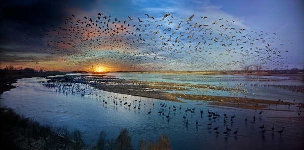 Photographie d'oiseaux dans le parc du Nebraska par Stephen Wilkes.